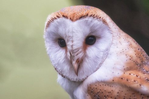 Barny and His Heart Face Art Glass Worktop Saver
