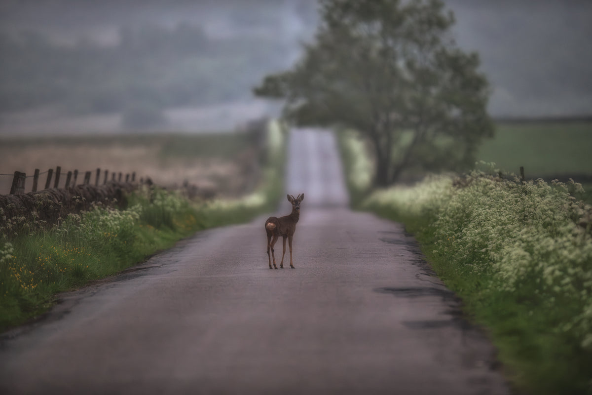 The Roe Deer and the Cow Parsley - Print – Villager Jim's Shop