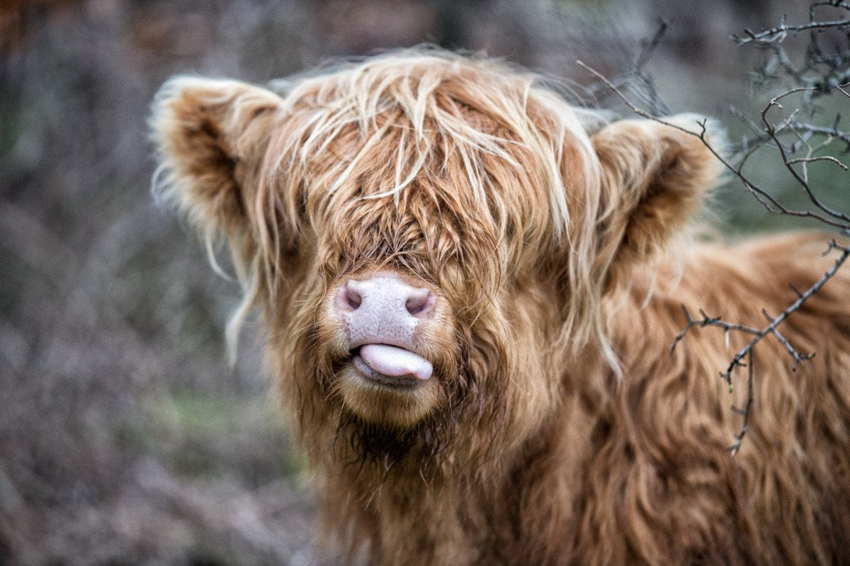 Raspberry Cow - Print – Villager Jim's Shop